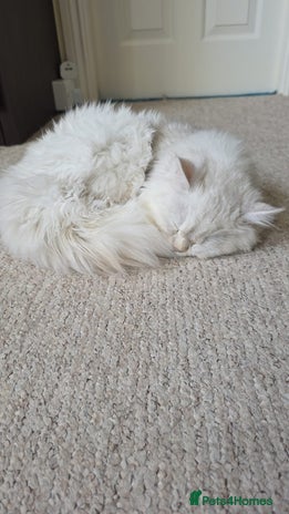 Persian cats - Advert 14
