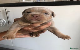 Olde English Bulldogge dogs for sale: Olde English Bulldogg - Image 5