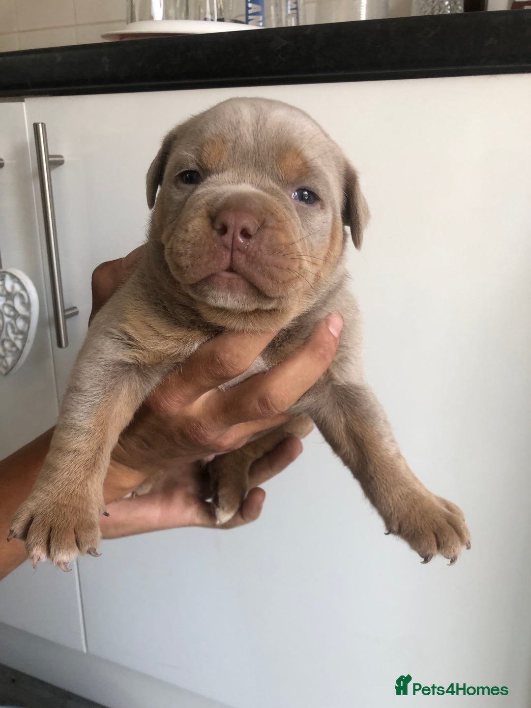 Olde English Bulldogge dogs for sale: Olde English Bulldogg - Image 5