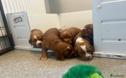 Cocker Spaniel dogs for sale: Top Quality Working Cocker Spaniels - Image 2