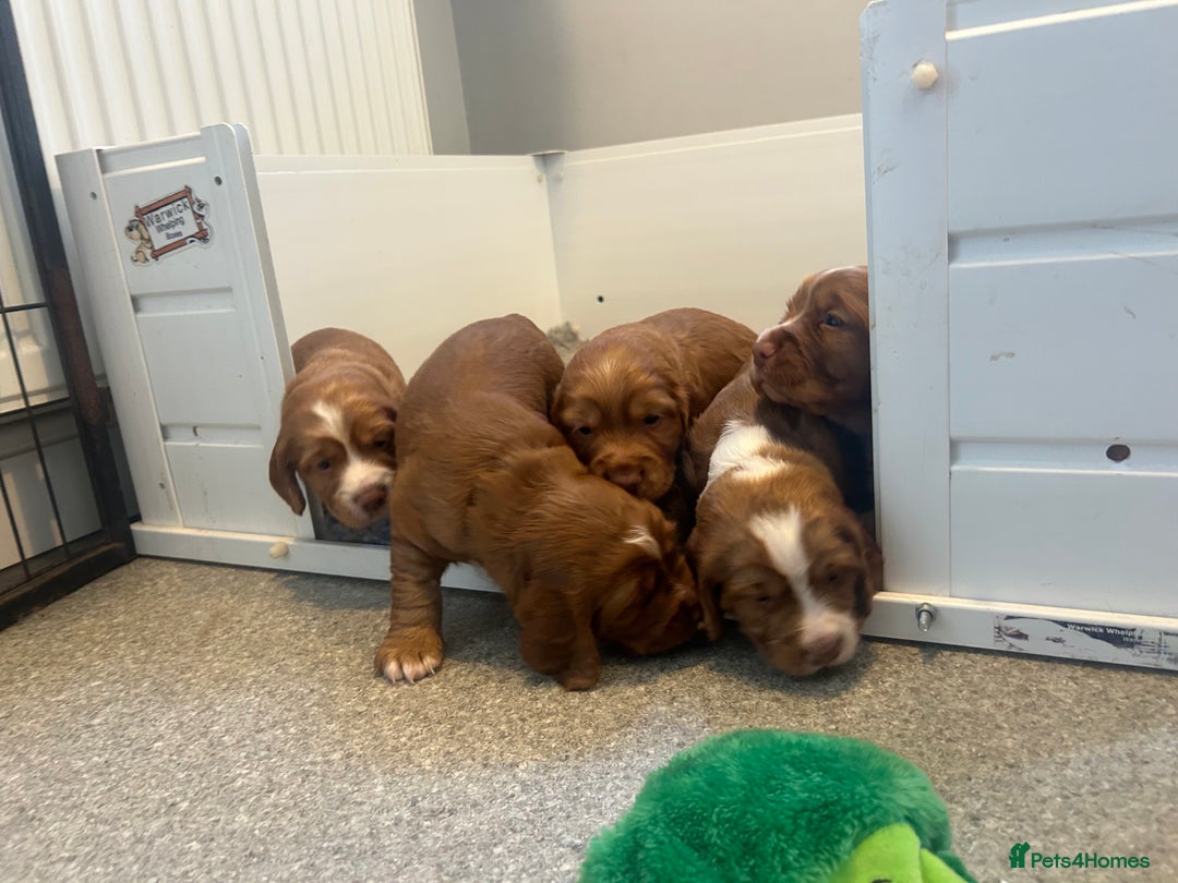 Cocker Spaniel dogs for sale: Top Quality Working Cocker Spaniels - Image 2