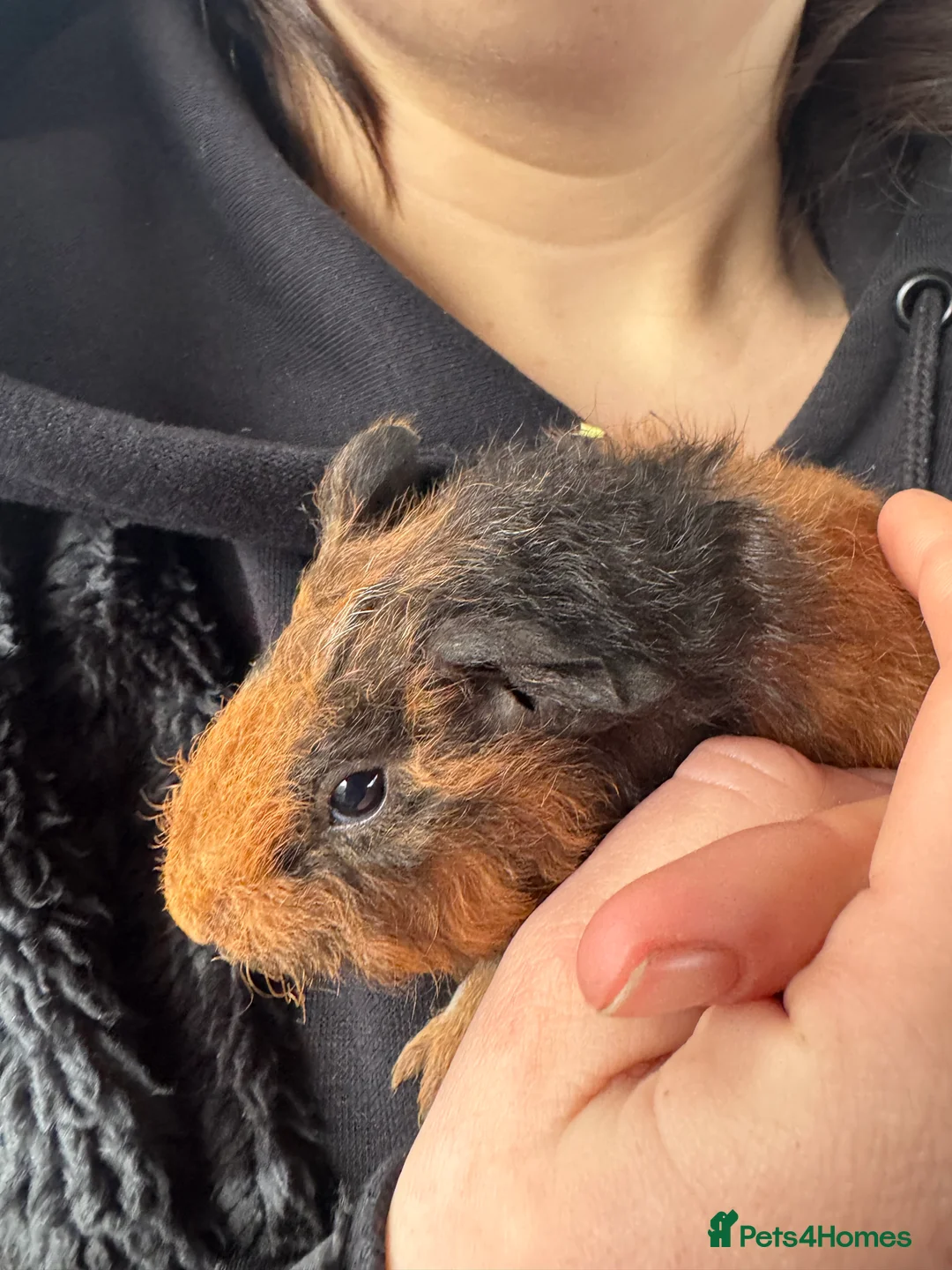 Guinea Pig rodents for sale: Guinea Pigs  - Advert 22
