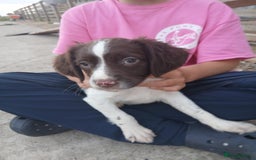 English Springer Spaniel dogs for sale: Springer spaniel pups ready now  - Image 15