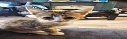 Mixed Breed cats for sale: 4 adorable female kittens for sale  - Advert 15