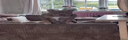 American Bully dogs for stud: STUNNING KC REG POCKET AMERICAN BULL DOG 🐶  - Advert 2