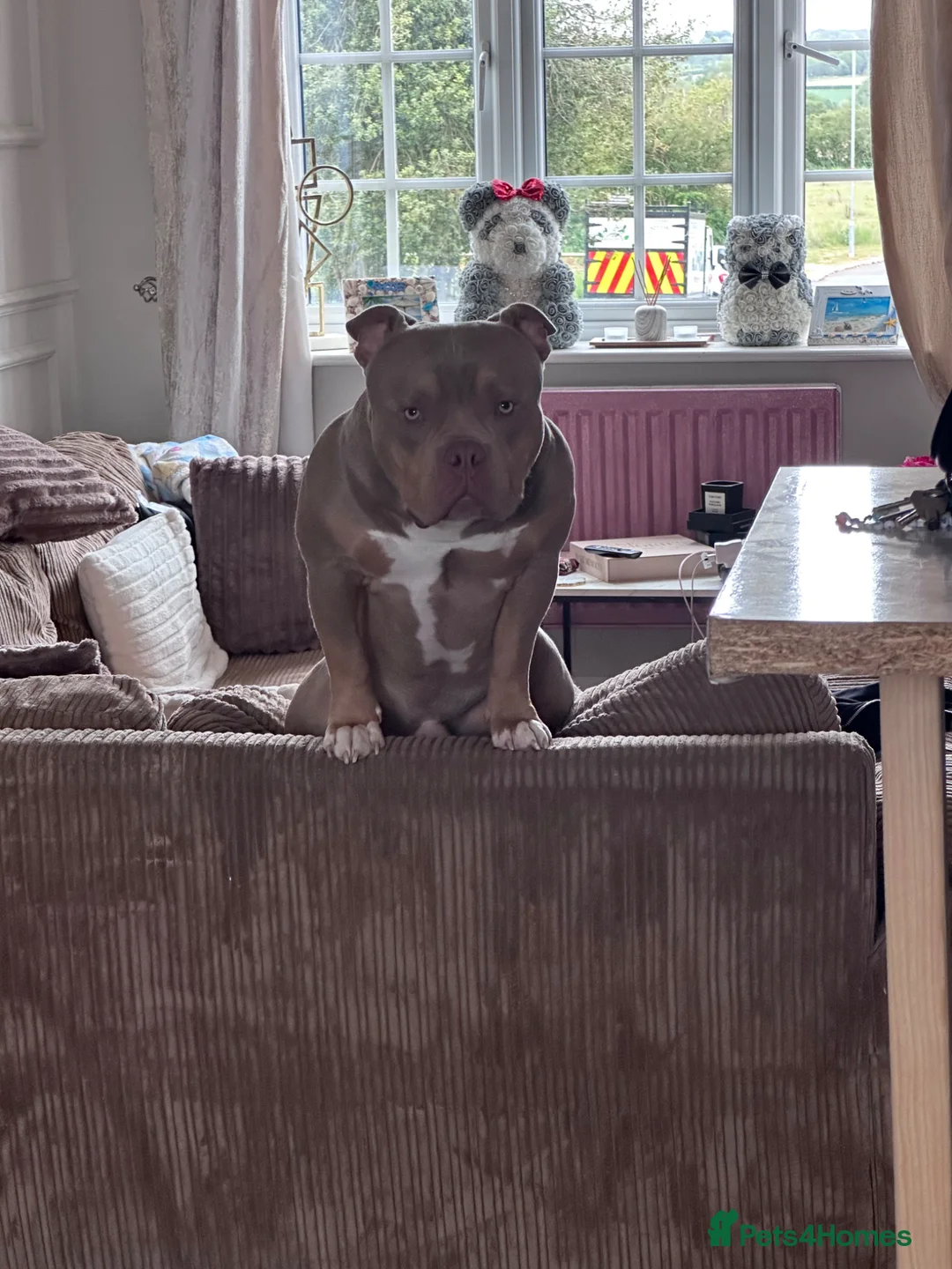 American Bully dogs for stud: STUNNING KC REG POCKET AMERICAN BULL DOG 🐶  - Advert 2