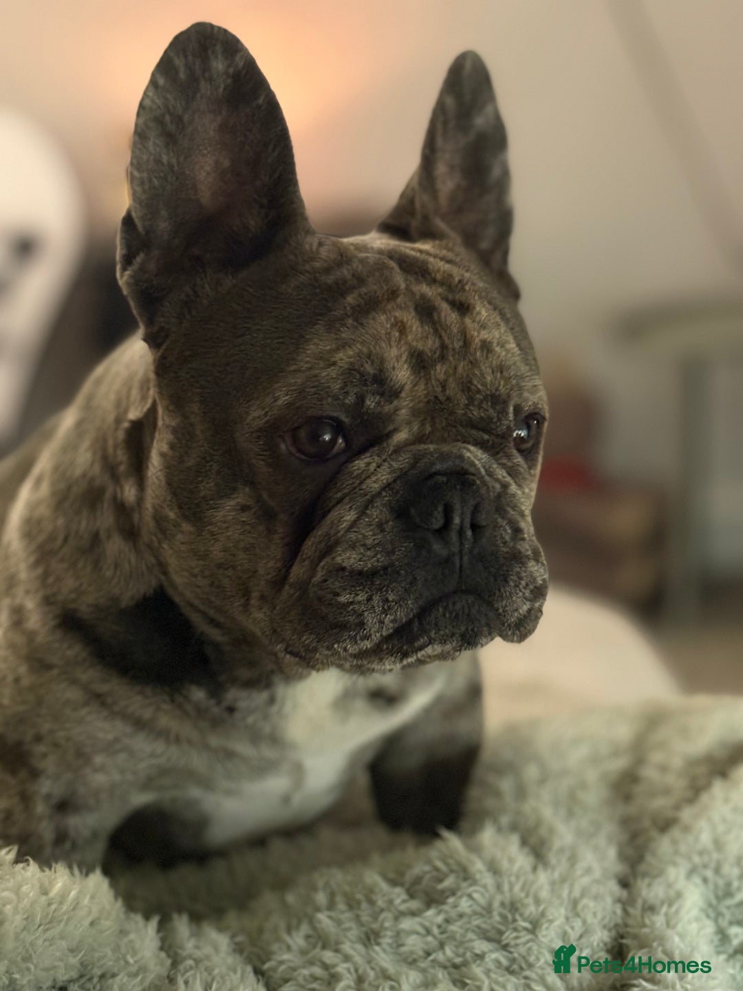 French Bulldog dogs for stud: Albert Blue - Image 1