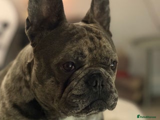 French Bulldog dogs - Advert 22