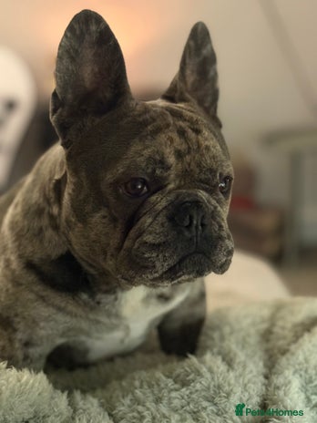 French Bulldog dogs - Advert 1