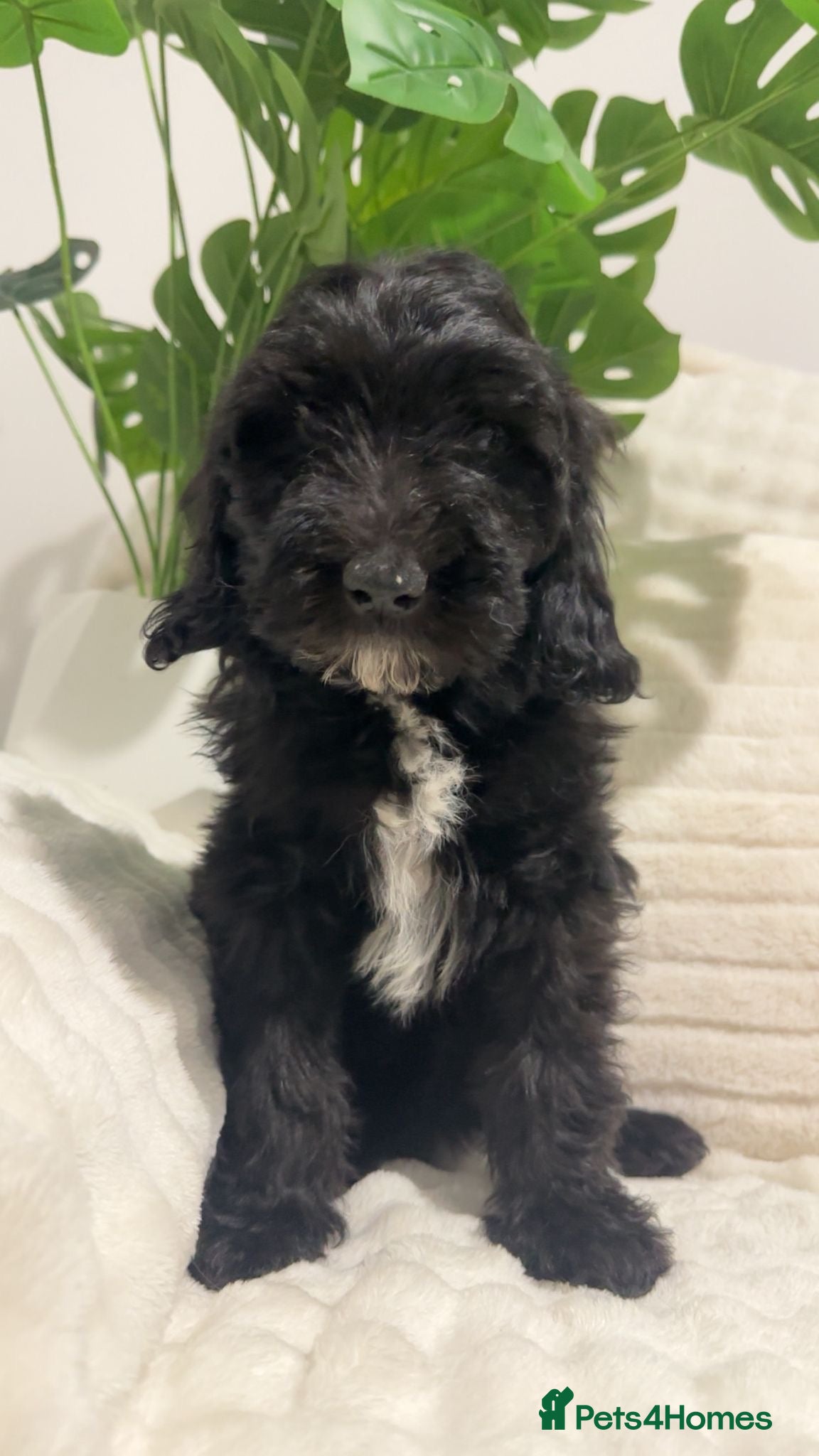 Australian Labradoodle dogs Australian Labradoodles⭐️ 3 black females left⭐️ - Advert 2