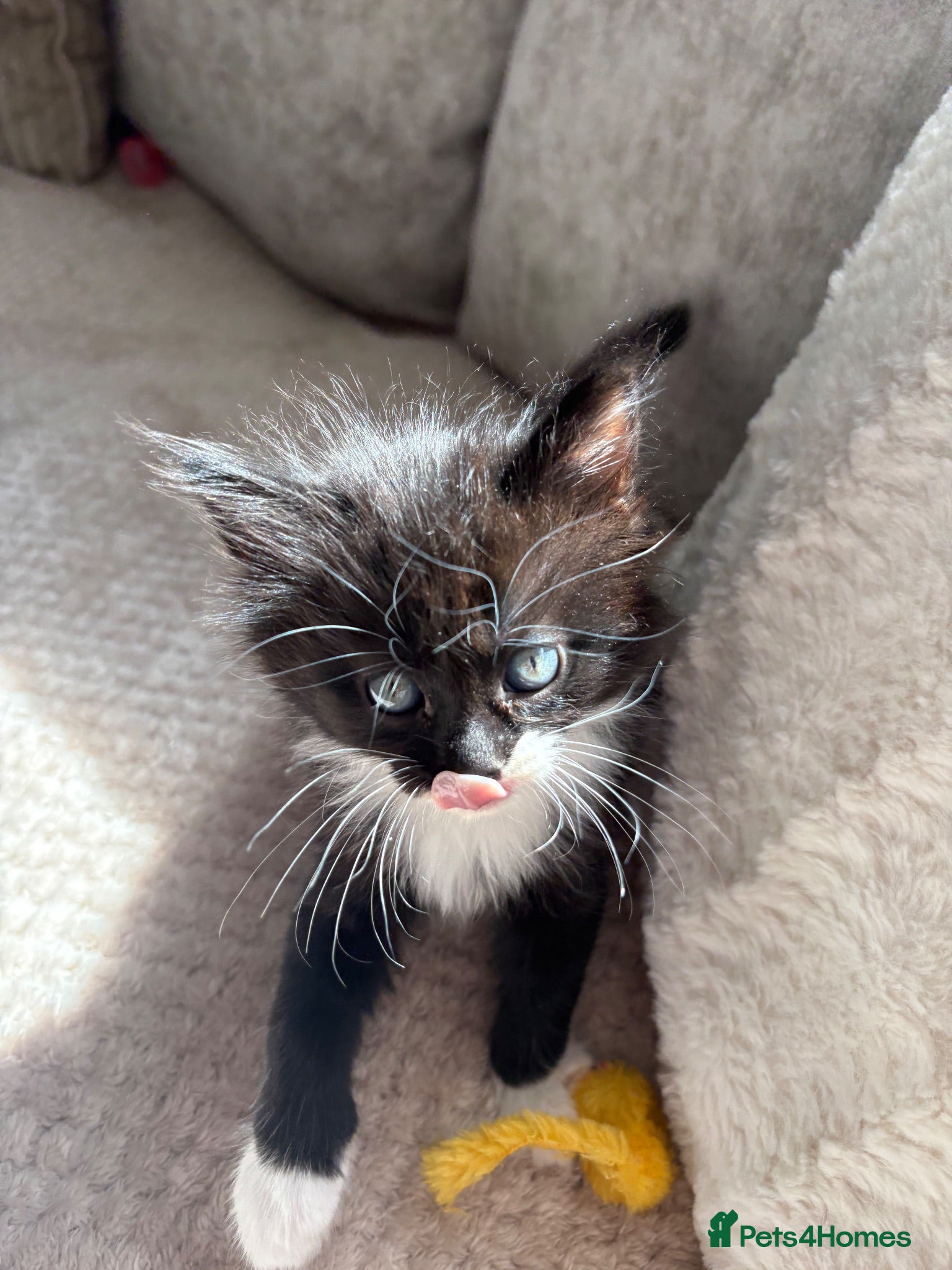 Domestic Shorthair cats Gorgeous little kittens looking for a forever home - Advert 2