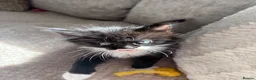 Domestic Shorthair cats for sale: Gorgeous little kittens looking for a forever home - Advert 4