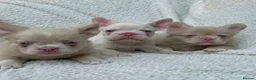 French Bulldog dogs for sale: Exceptional KC Registered French Bulldog Puppies - Advert 3