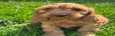 Cockapoo 5