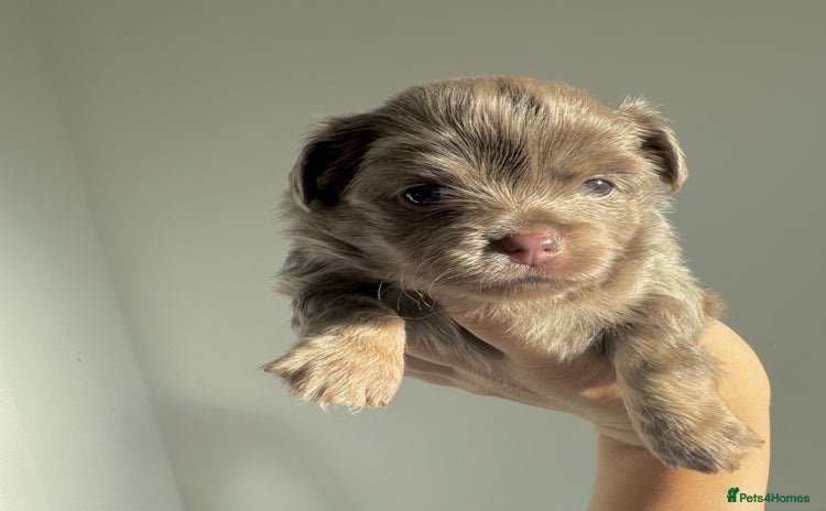 Chihuahua dogs - Advert 2