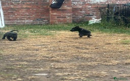 Mixed Breed dogs for sale: Rottweiler x staff puppies ready now  - Image 6
