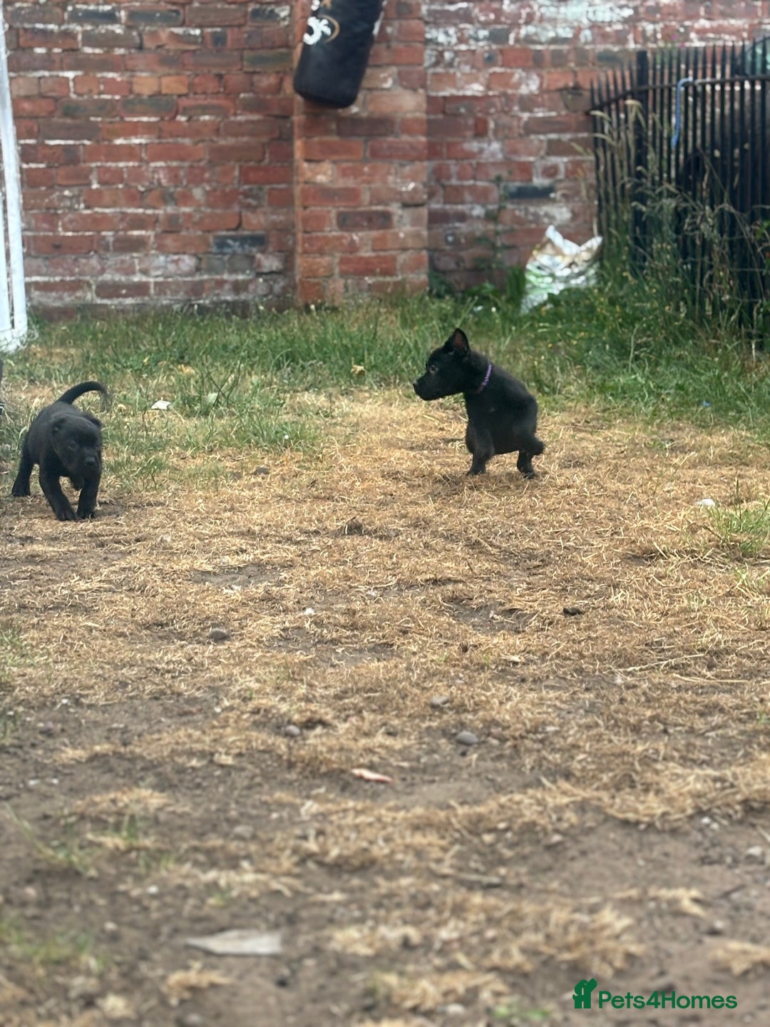 Mixed Breed dogs for sale: Rottweiler x staff puppies ready now  - Image 6