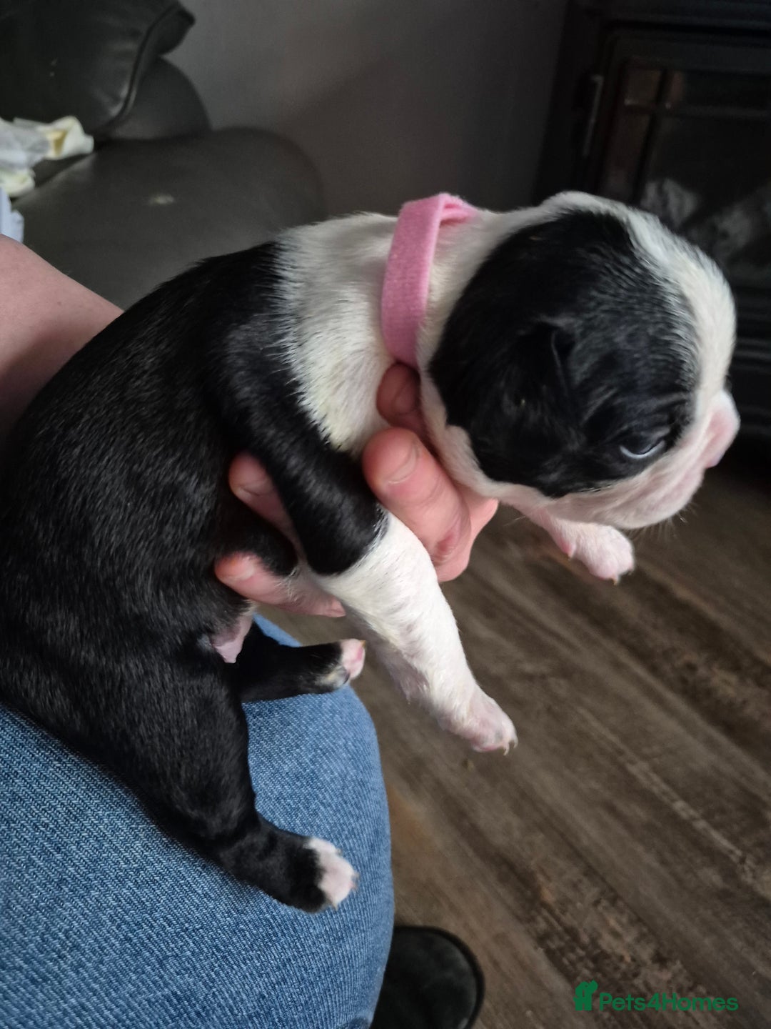 Boston Terrier dogs for sale: Gorgeous chunky Boston terrier pups - Advert 36