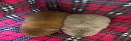 Guinea Pig rodents for sale: Guinea pig brothers  - Advert 2