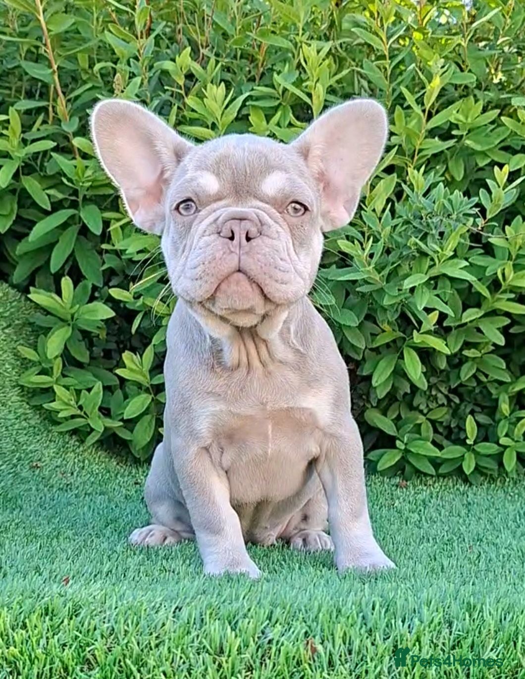 French Bulldog dogs Isabella French Bulldogs Ready Now  - Advert 1