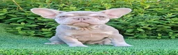 French Bulldog dogs for sale: Isabella French Bulldogs Ready Now  - Advert 1