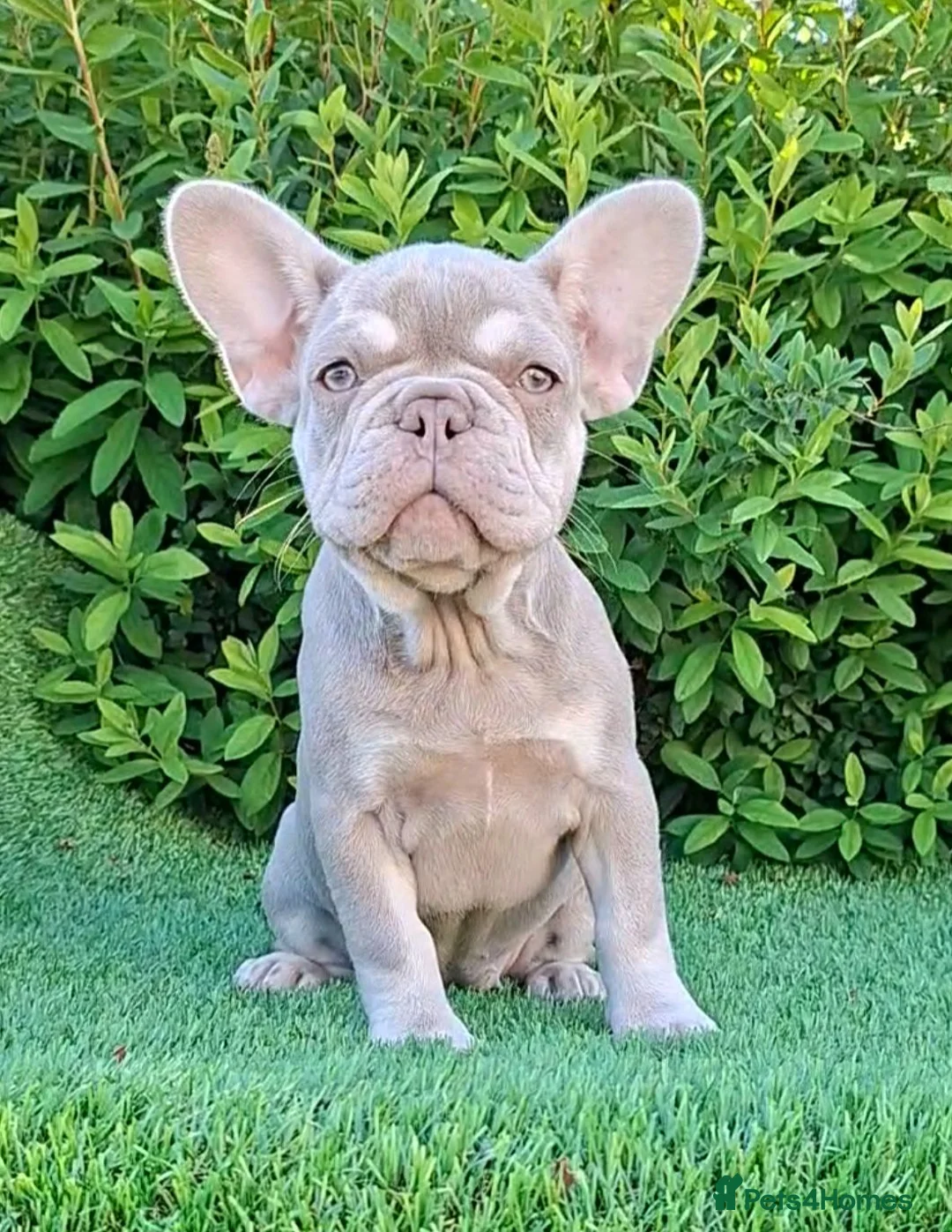 French Bulldog dogs for sale: Isabella French Bulldogs Ready Now  - Advert 1