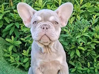 French Bulldog dogs Isabella French Bulldogs Ready Now - Advert 1