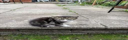 Domestic Shorthair cats for sale: litle kitten in Leicester - Advert 5