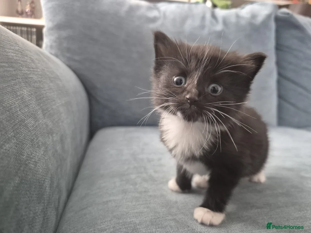 Mixed Breed cats for sale: Fluffy kittens  - Advert 9