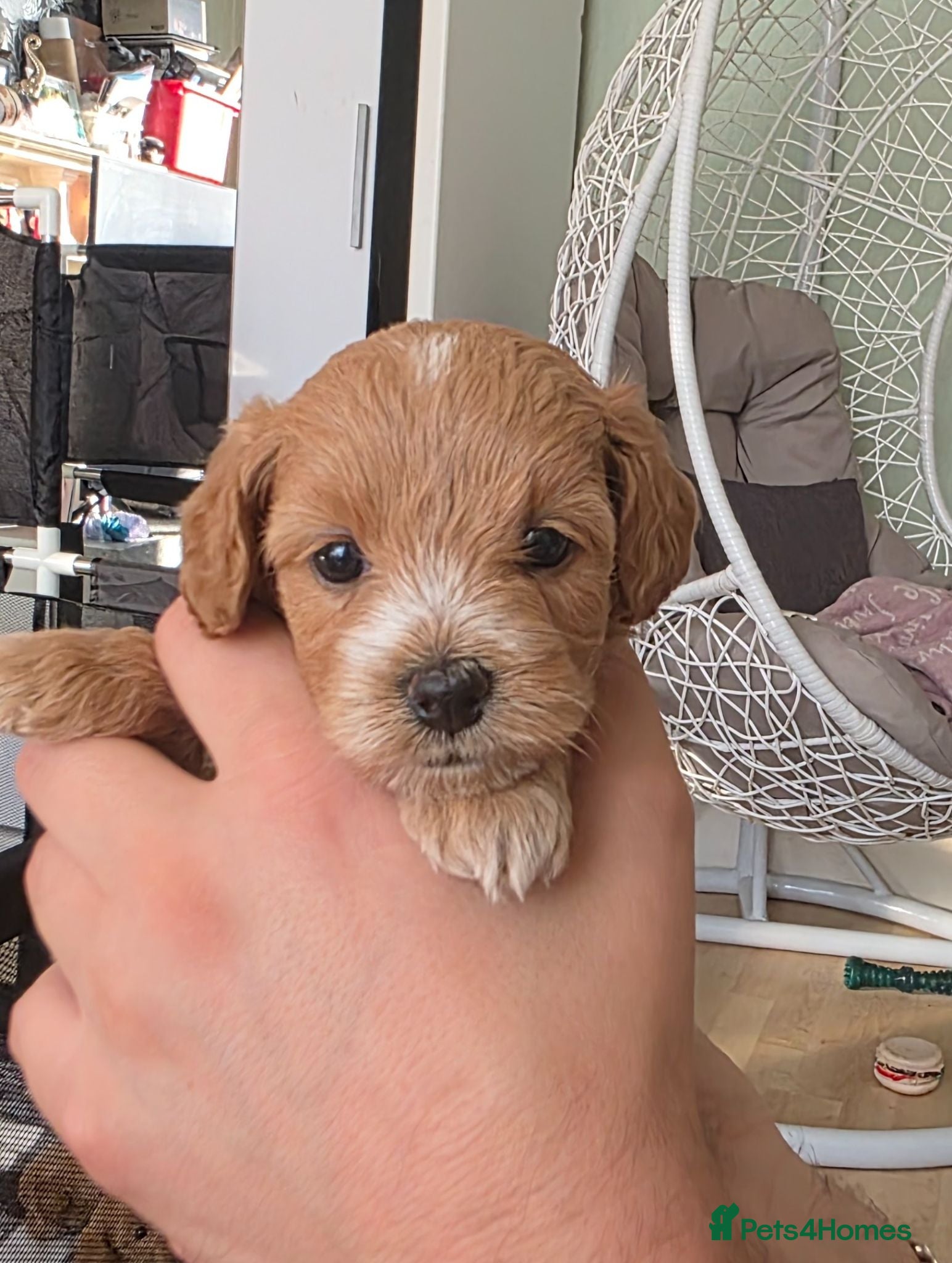Maltipoo dogs Maltipoo lovely, cutest puppy - Advert 4