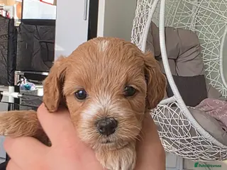 Maltipoo dogs Maltipoo lovely, cutest puppy - Advert 1