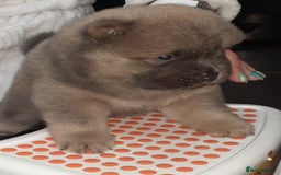 Chow Chow dogs for sale:  KC registered Chow Chow puppies for sale.🤗 - Image 11