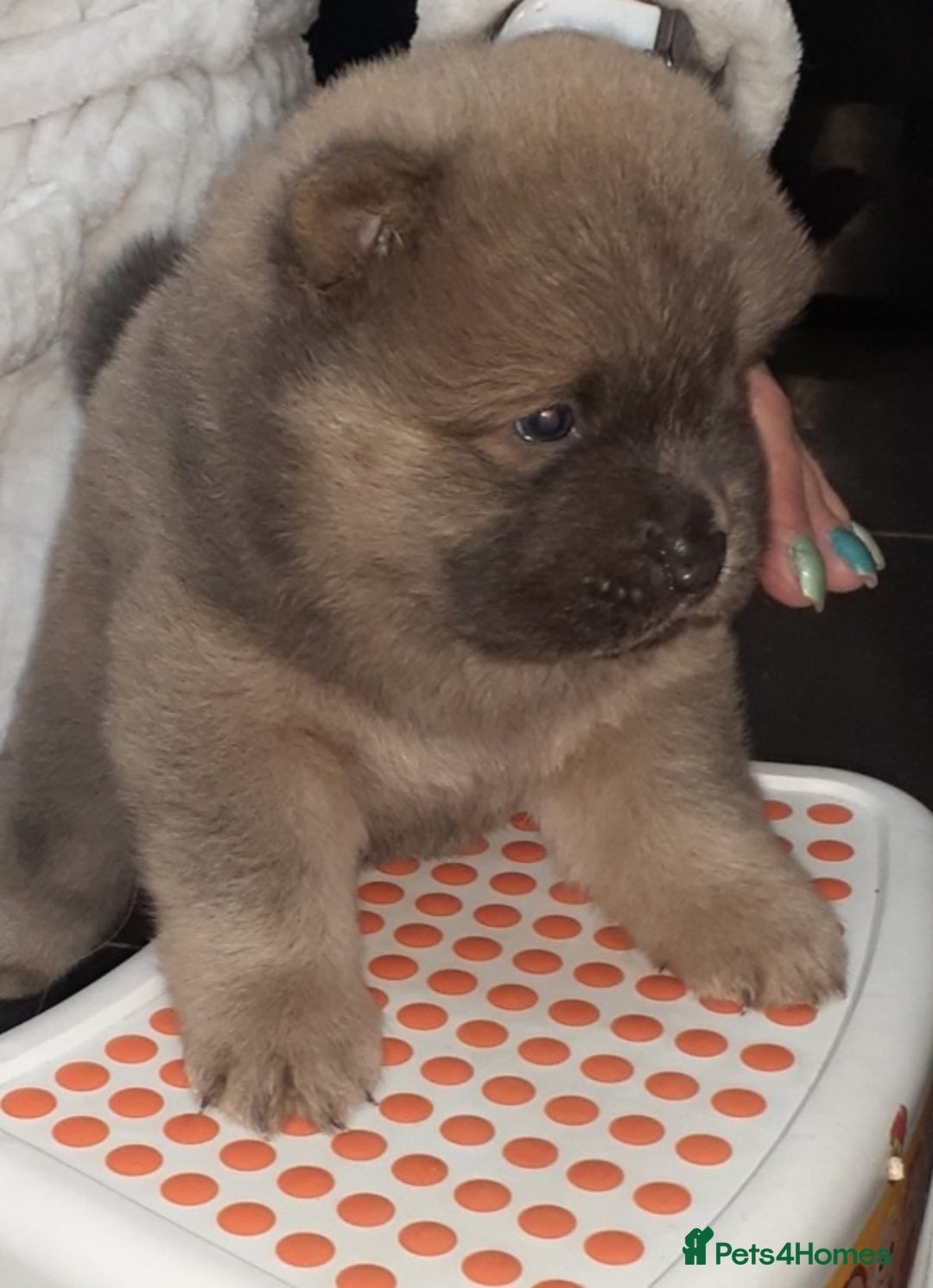 Chow Chow dogs for sale:  KC registered Chow Chow puppies for sale.🤗 - Image 11