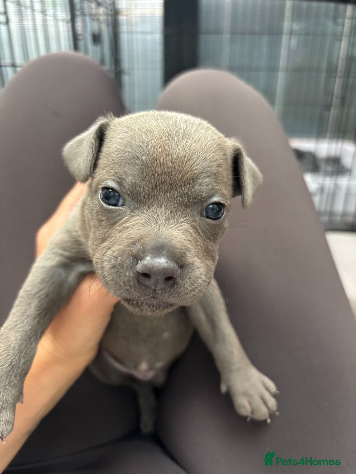 Staffordshire Bull Terrier dogs *4 WEEKS OLD* Blue Staff Bull Terrier Puppies  - Advert 2