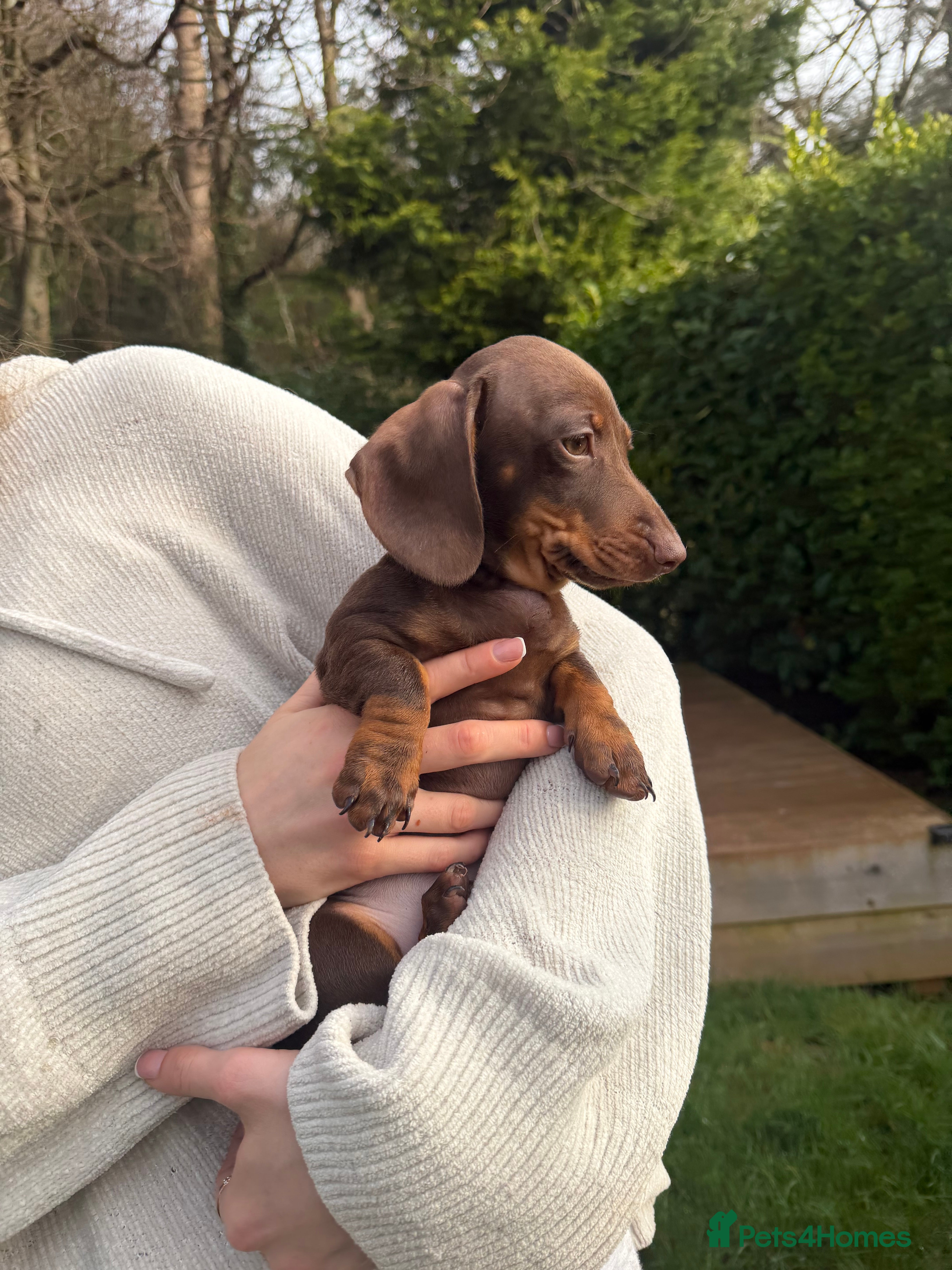 Miniature Dachshund dogs TWO Beautiful Dachshund Male Puppies Ready now  - Advert 3