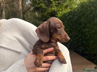 Miniature Dachshund dogs TWO Beautiful Dachshund Male Puppies Ready now - Advert 3