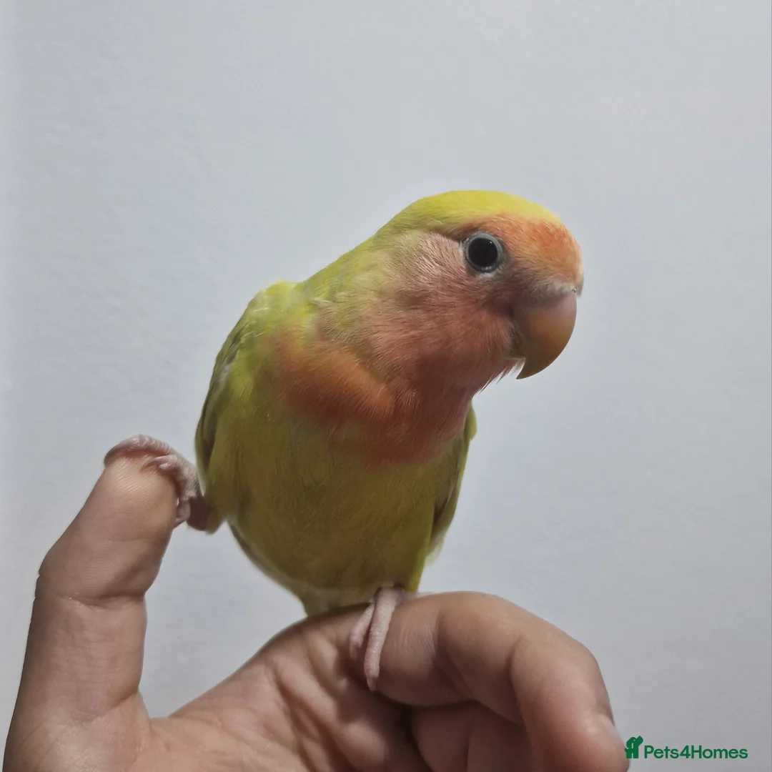 Budgerigars birds for sale: Baby Lovebird For Sale! - Advert 4