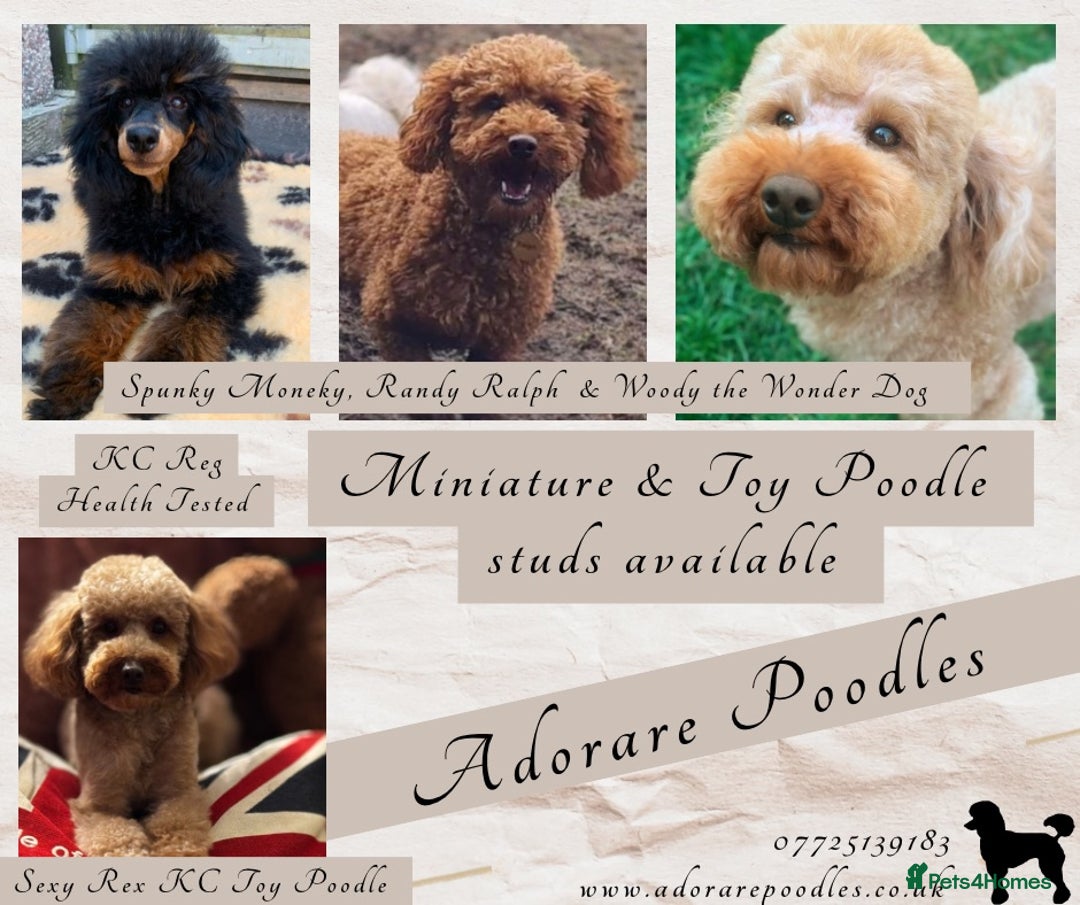Cavapoo dogs for stud: KC Health Tested - Mini Poodle STUD in Bacup - Image 5