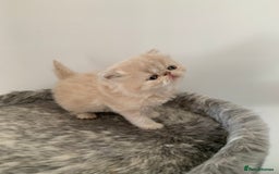 Persian cats for sale: *5 Generations Pedigree Persian Kittens - Image 9