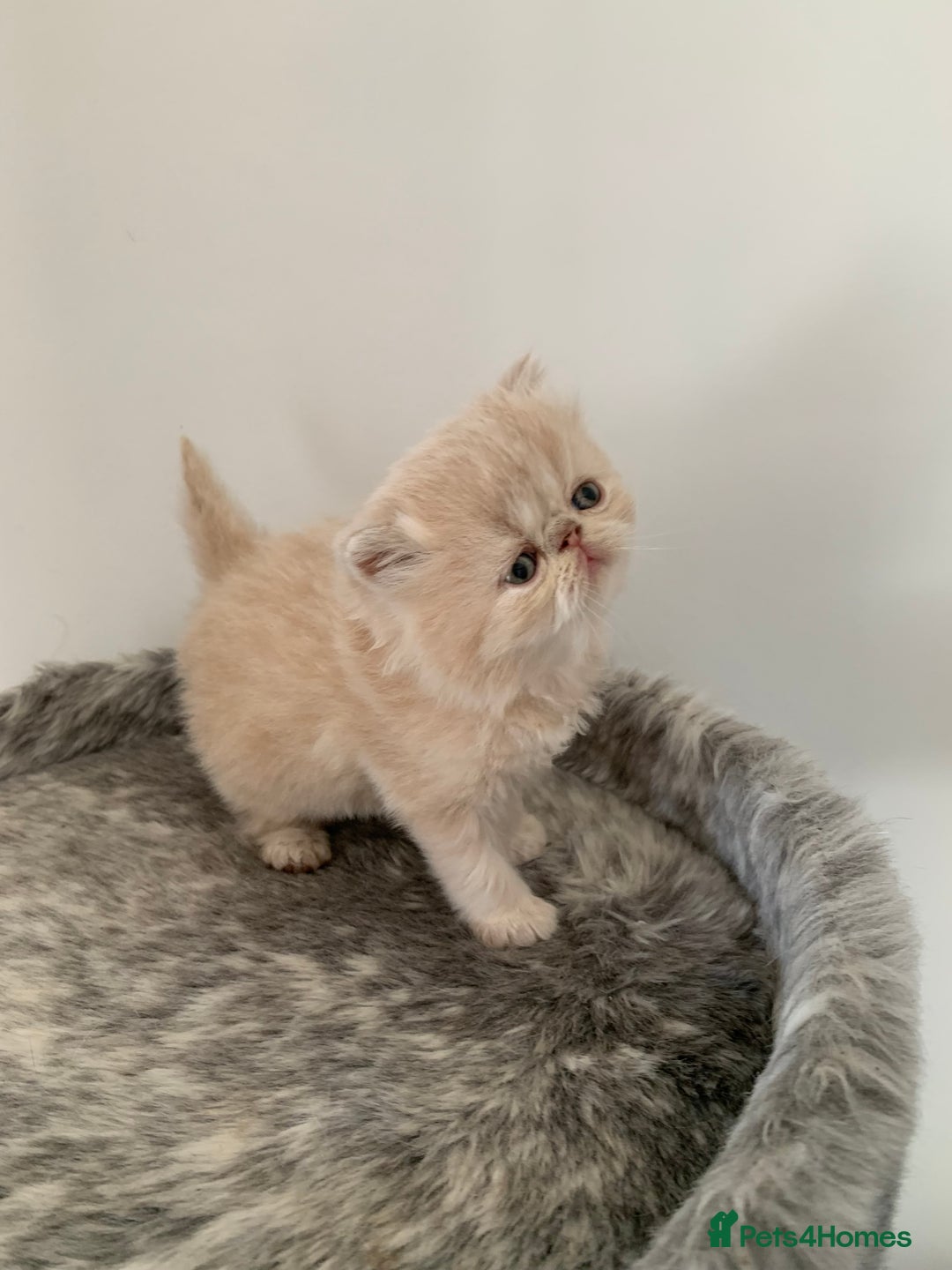 Persian cats for sale: *5 Generations Pedigree Persian Kittens - Image 9