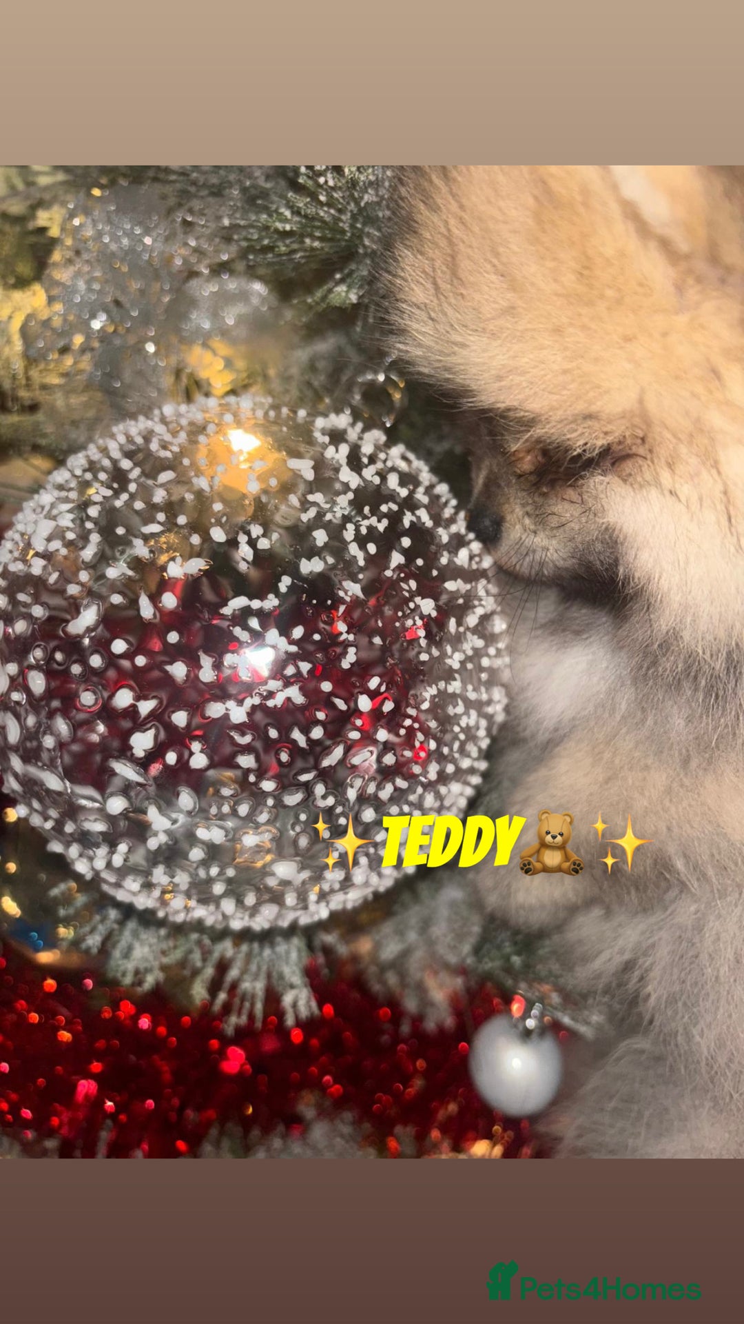 Pomeranian dogs for sale: ✨🐶Small Teddy Bear🧸 SKY🩵BLUE EYE 👀POMS🐶✨ - Advert 21