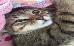 Mixed Breed cats for sale: Tabby Male Cat - Image 2