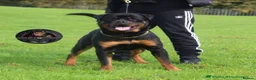 Rottweiler dogs for stud: Top KC Registered Health Tested Stud in Manchester - Advert 2
