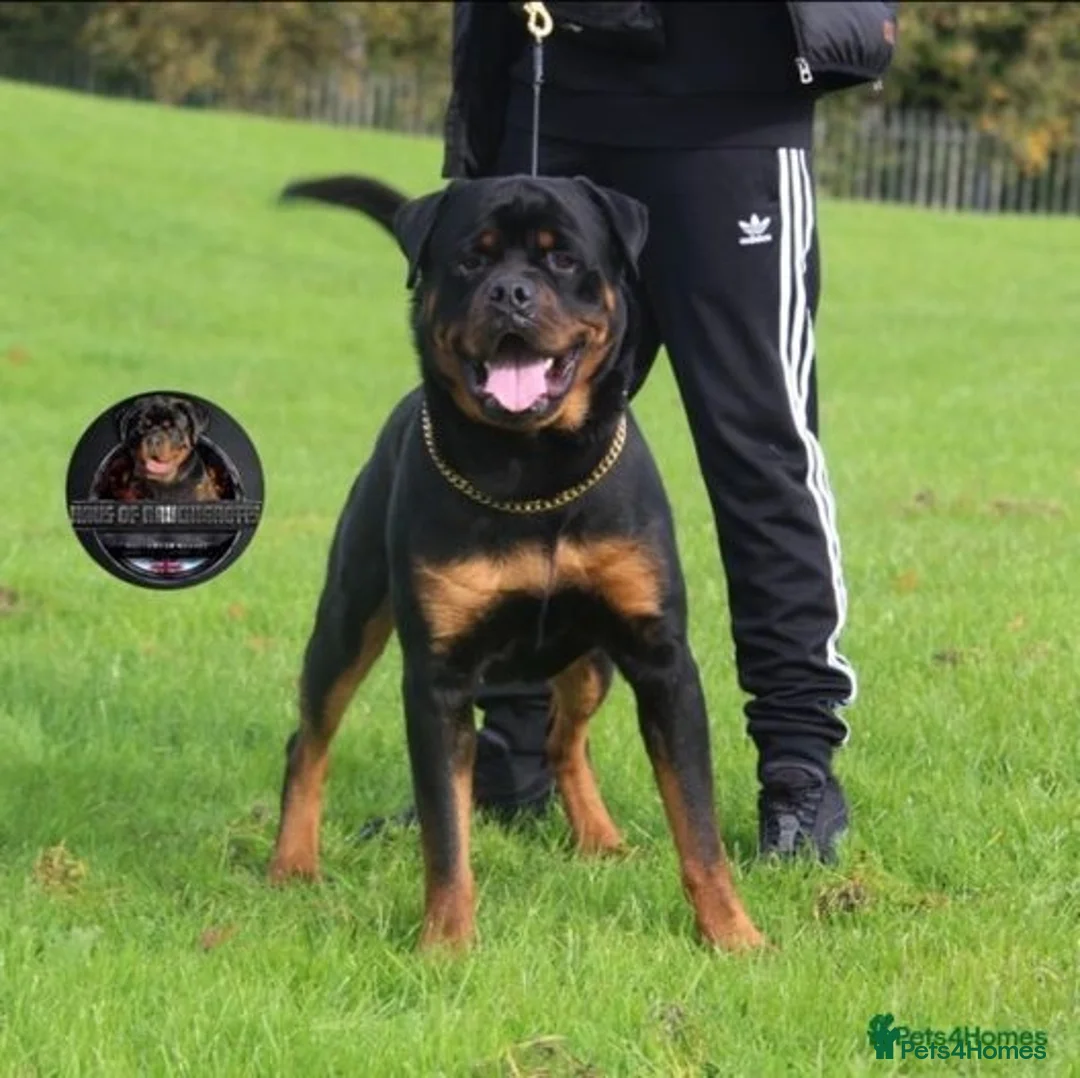 Rottweiler dogs for stud: Top KC Registered Health Tested Stud in Manchester - Advert 2