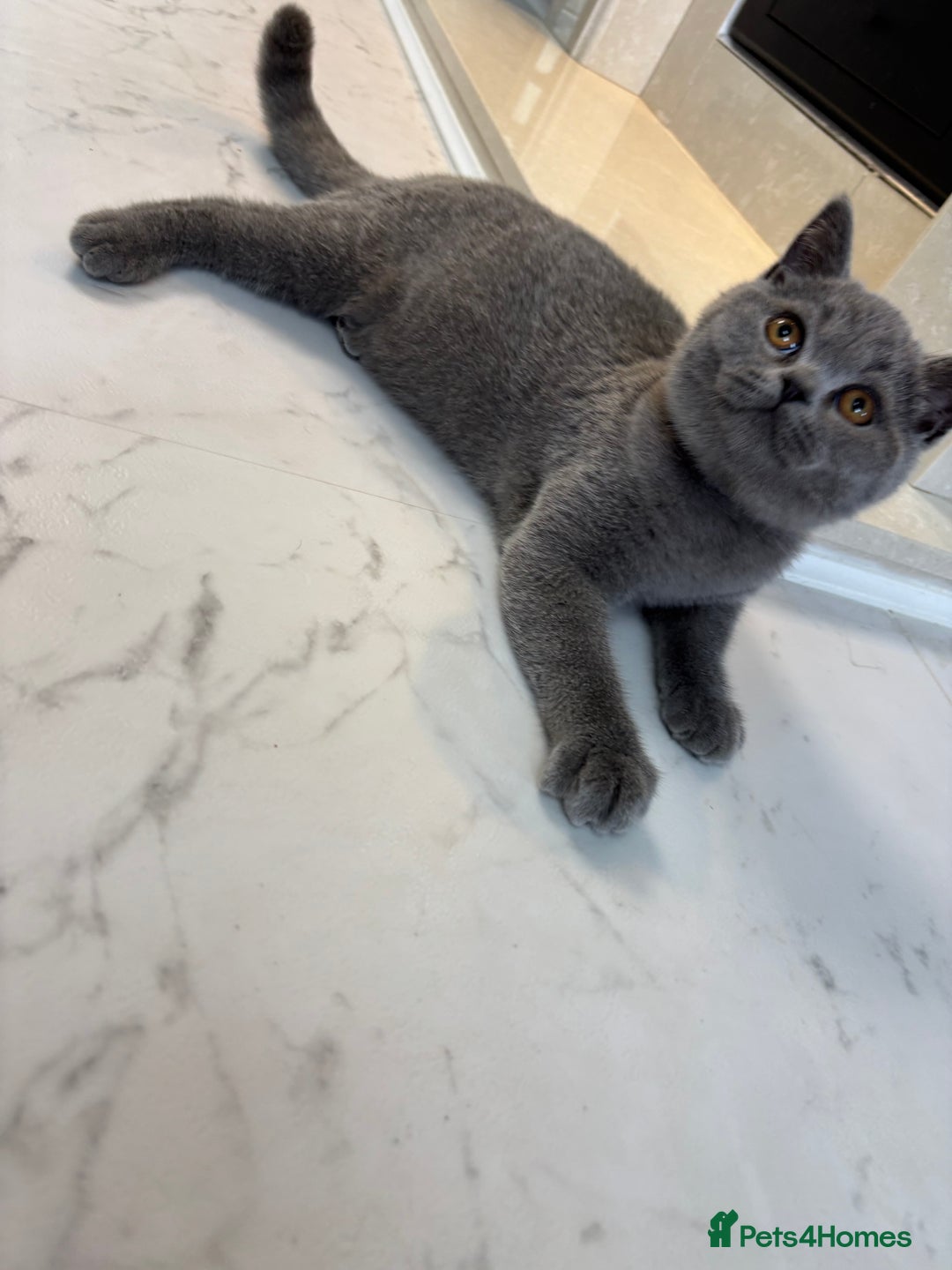 British Shorthair cats for sale: British Shorthair - Image 16