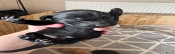 Labrador Retriever dogs for sale: 10 Labrador Puppies Mixed Colours - Advert 2