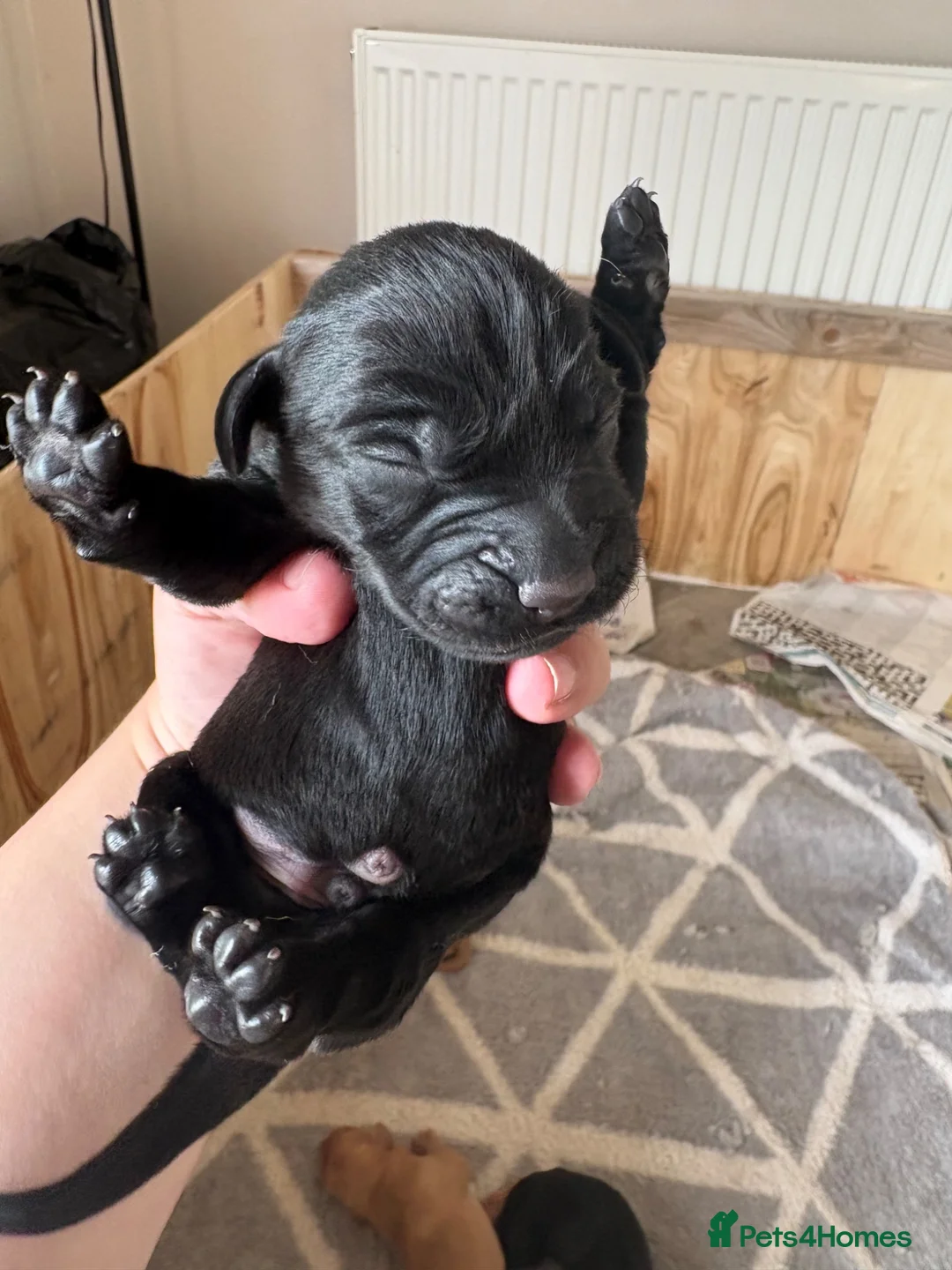 Labrador Retriever dogs for sale: 10 Labrador Puppies Mixed Colours - Advert 2