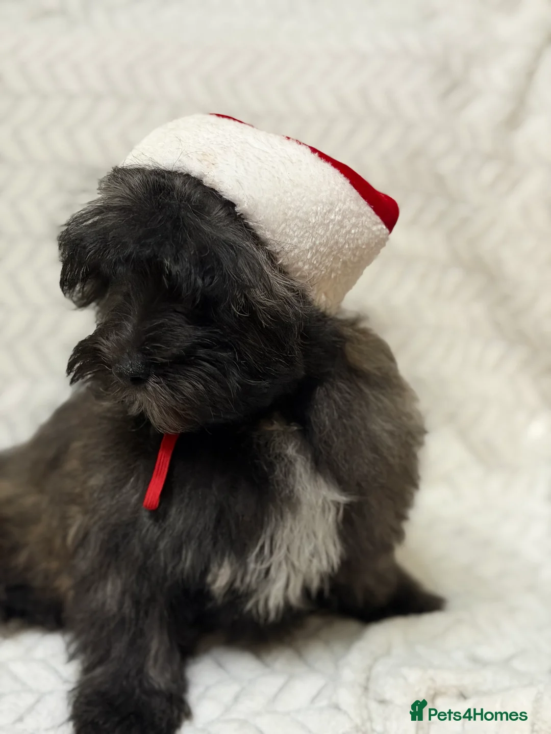 Mixed Breed dogs for sale: 🐾🐾 F1 Bb Maltipoo Puppies Boys and Girls 🐾🐾 - Advert 22