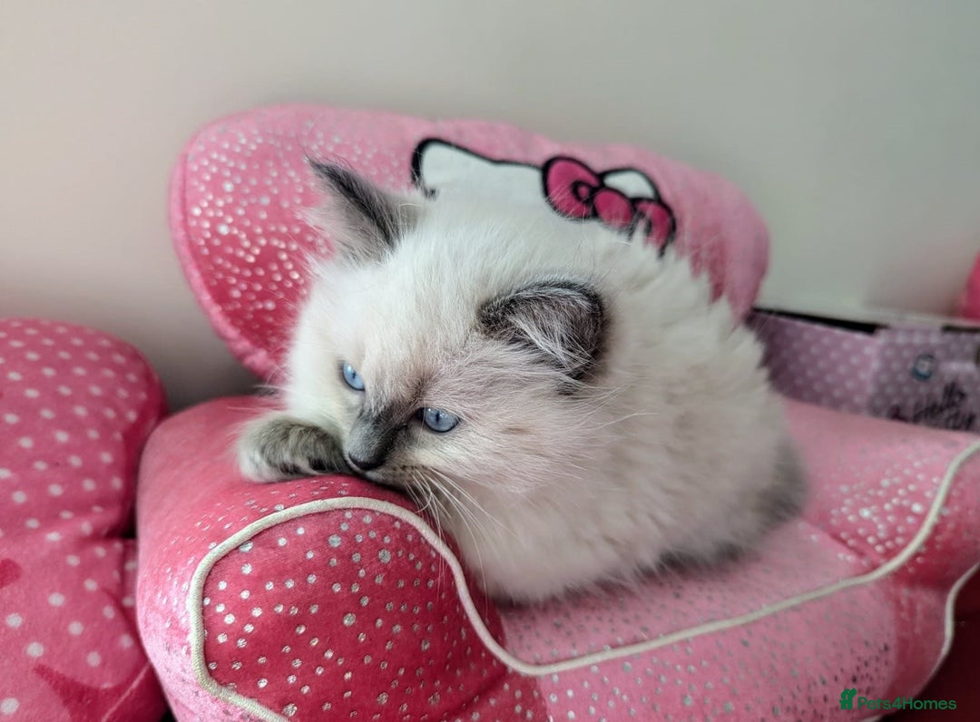 Ragdoll cats for sale: 🌟stunning Pure-Rag dolls for good homes - Advert 3