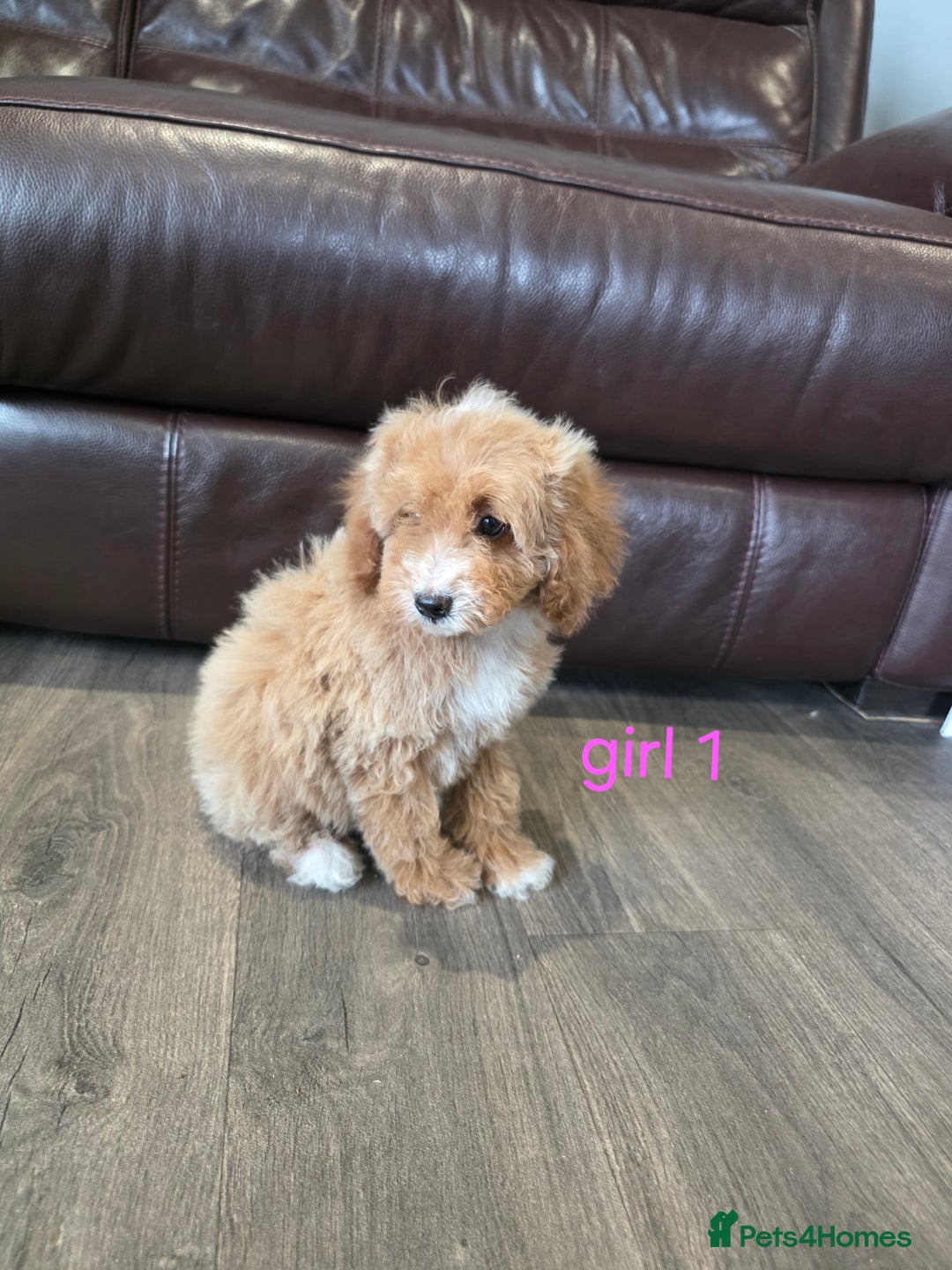 Cockapoo dogs for sale: Adorable cockapoo pups ready to go 🐶 - Image 7
